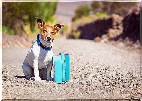 Dog with a small suitcase on the street.