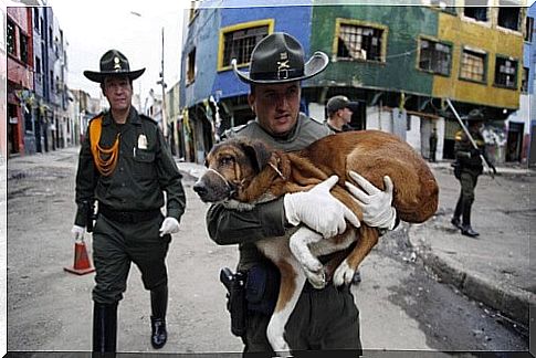 Recovery surgery for stray dogs and cats from the Bronx