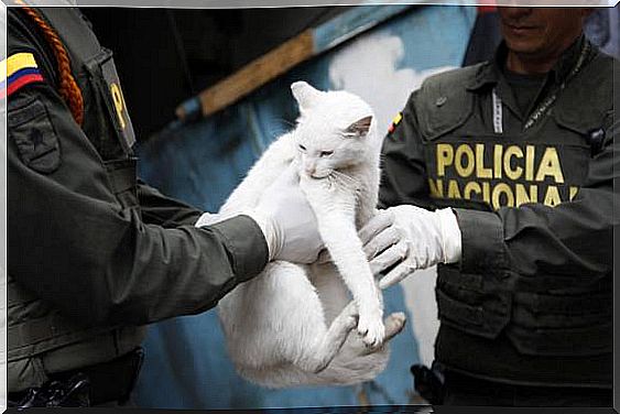 cat-rescued-by-the-police