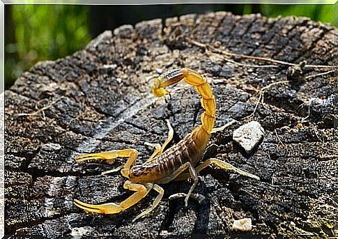 A yellow scorpion standing on the burnt stump of a log