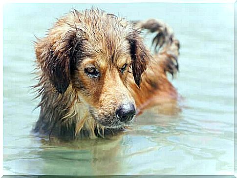 Seawater poisoning in dogs