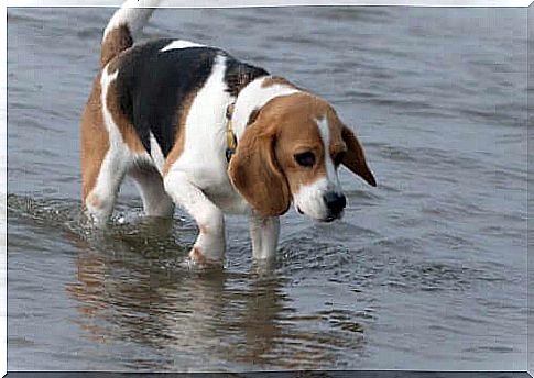 Dog in the water at the beach