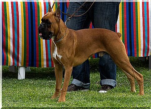 boxer