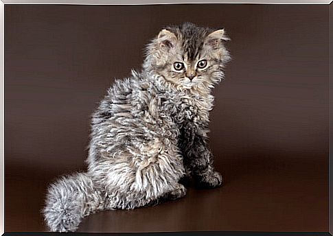 Selkirk Rex: the sheep cat