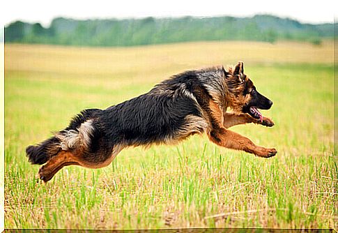 German shepherd running in a meadow