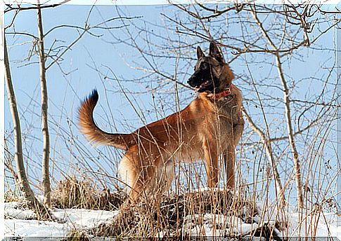 Belgian shepherd in the woods