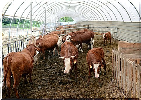 Stereotypies in cattle: why do they occur?