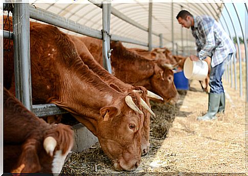 Breeder who feeds his animals. 