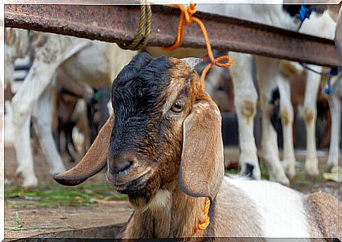 Goat on a farm.