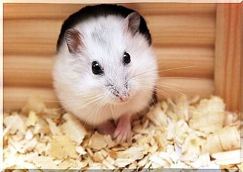 Hamster in the cage with sawdust substrate