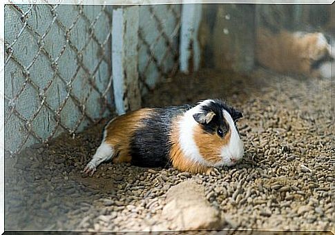 Guinea pig lying down