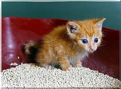 Kitten in the litter box