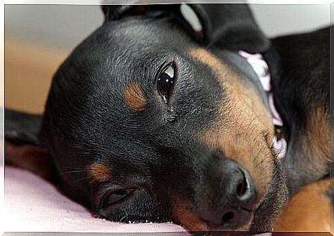 Black dog lying down with half-closed eyes