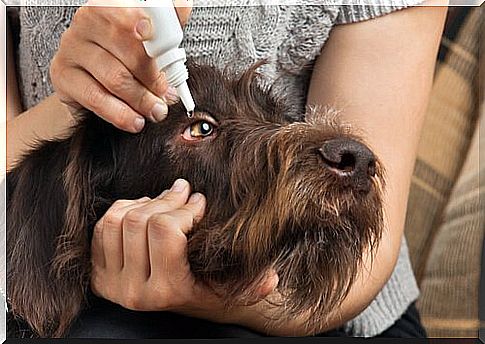 Mistress applies eye drops to her dog's eye