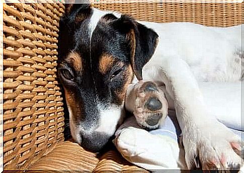 Tired dog in the basket