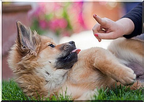 puppy lying on the lawn