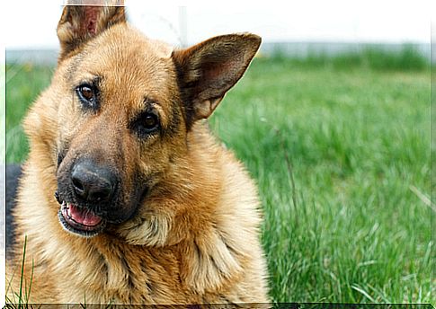 The 10 most famous dog breeds of German origin