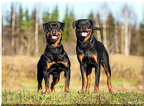 Rottweiler