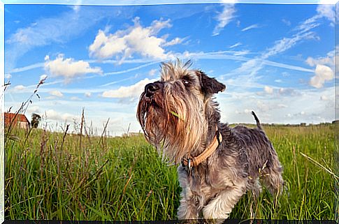 schnauzer1