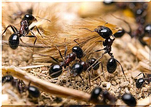 a group of worker ants at work