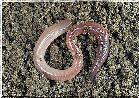 Earthworm digging a tunnel