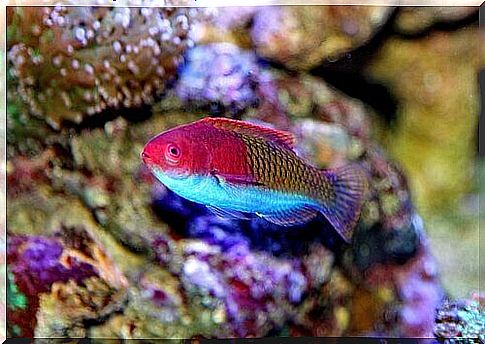 Example of wrasse