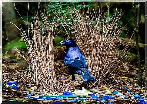 Gardener bird