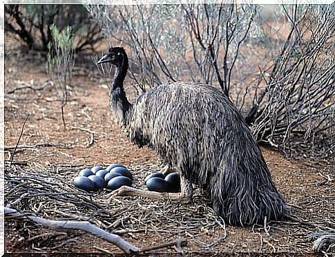 an emu hatching its eggs 