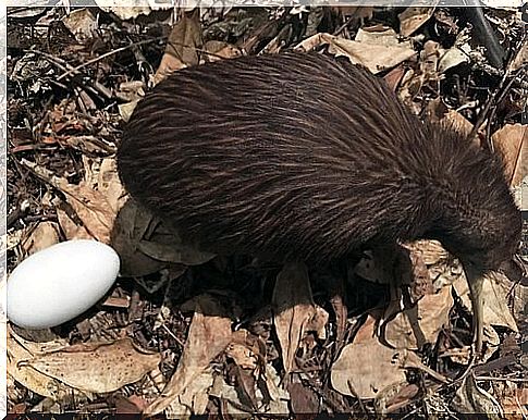 a kiwi with an egg