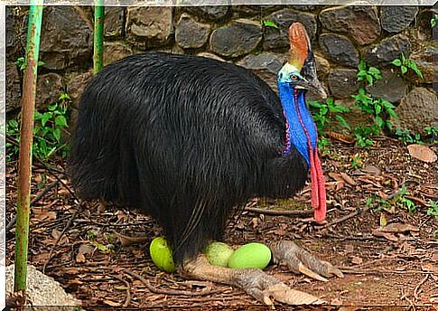 a cassowary unlatched while hatching the eggs