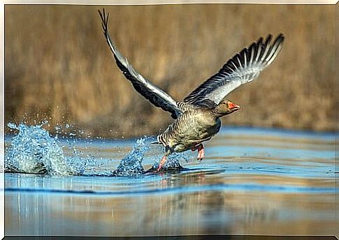 a goose takes flight over a body of water