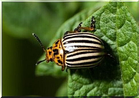 The 5 most interesting and particular types of beetles