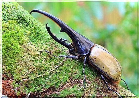 rhinoceros beetle