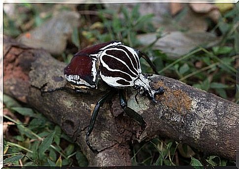 types of beetles