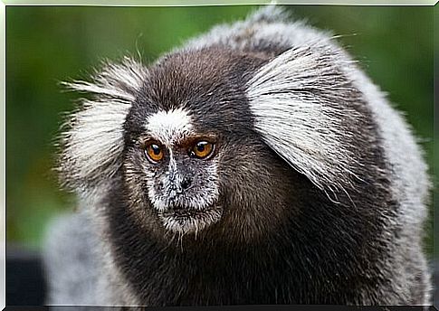 Titi monkey close up view