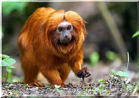 Big leonine monkey