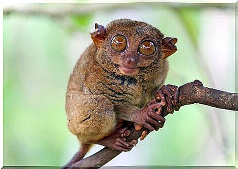 Specter tarsier on a branch