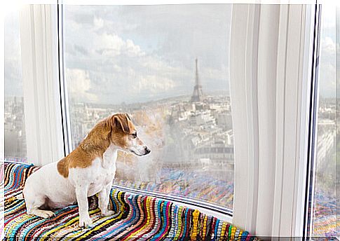 The 9 best destinations to travel with your dog