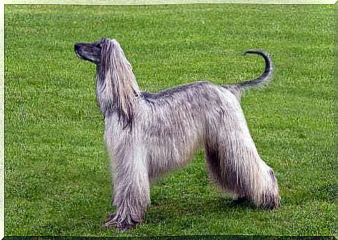 The Afghan hound, a very ancient breed