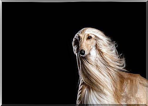 Breed Afghan Hound