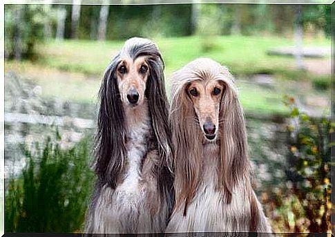 Pair of Afghan hounds