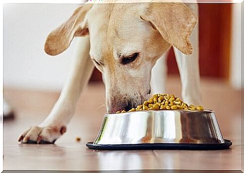 The best food for dogs with osteoarthritis