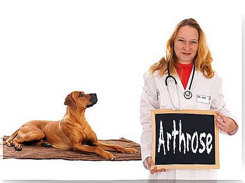 Dog and vet holding sign that says osteoarthritis