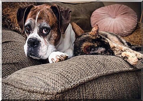 The best tips for taking care of older dogs and cats