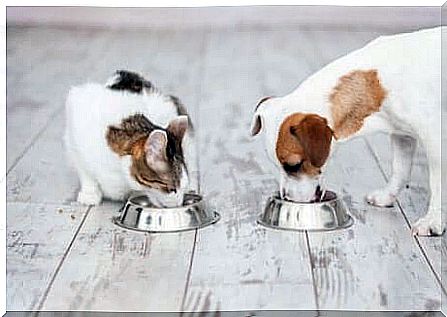 Dog and cat while eating together.