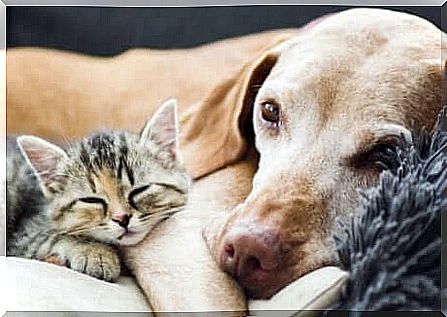 Elderly animals: coexistence between dogs and cats.