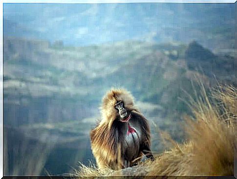 The bleeding heart monkeys: the geladas