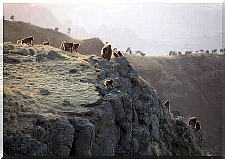 Bleeding heart monkeys in the mountains of Ethiopia.