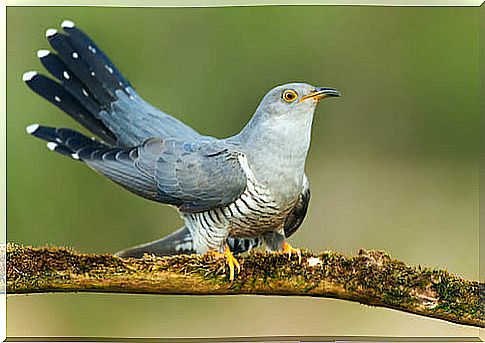 Adult cuckoo perched on a branch.