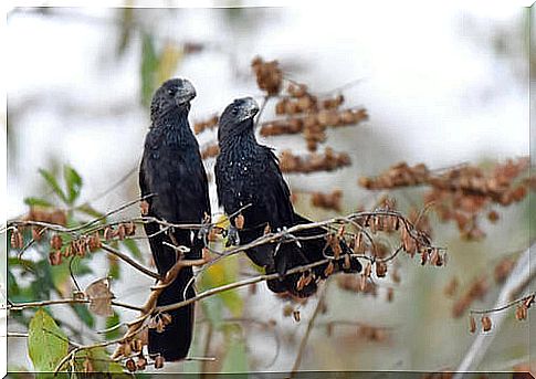 Black cuckoos above the branches of a tree.